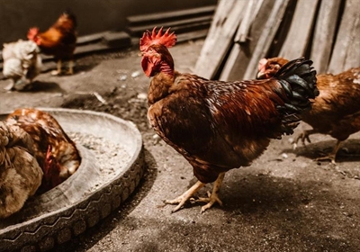 Egg and poultry shortage looms