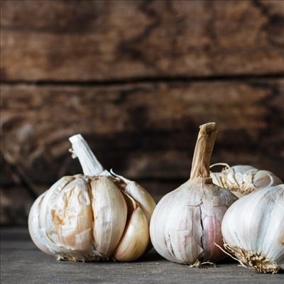 Garlic harvest party this Friday!