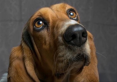 Dogs and owners welcome at Cansa event