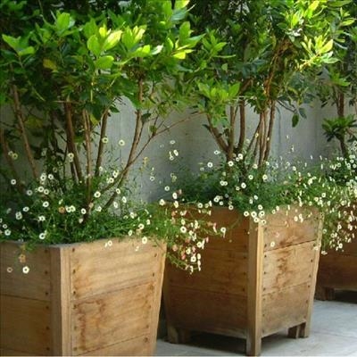 Trees ideal for containers