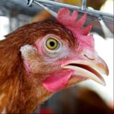 Jobs on the line as more than 4 million birds culled