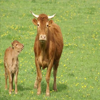 5 signs your cattle are on heat