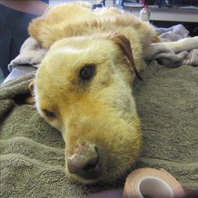  Justice for Tosca