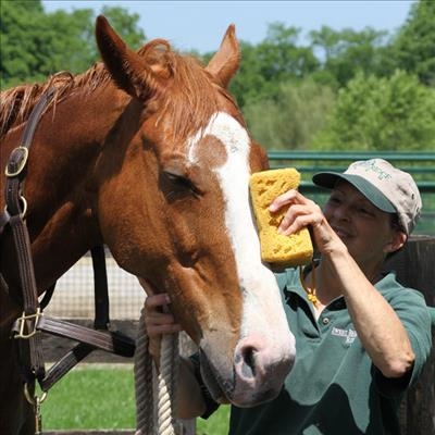 Keeping your horse clean
