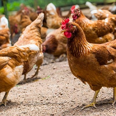 Bird flu hits Johannesburg