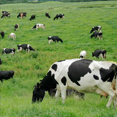 Dairy farmers work together to prevent strike-led milk losses