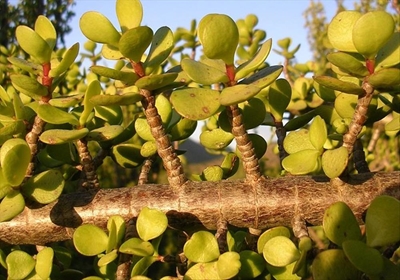 Spekboom, waste may save PetroSA