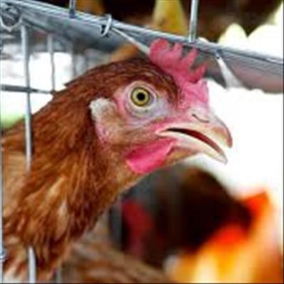 Bird flu: The worst may be over in WC