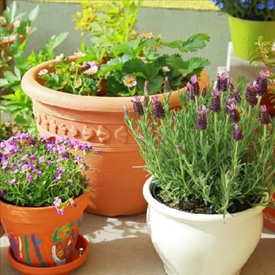 Plant care over the holiday season