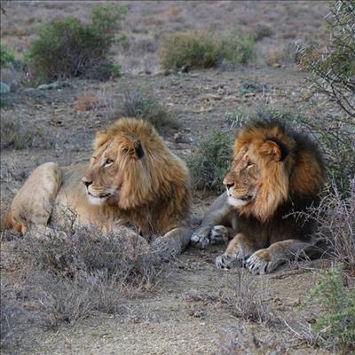 Sylvester die leeu vat uiteindelik vrou