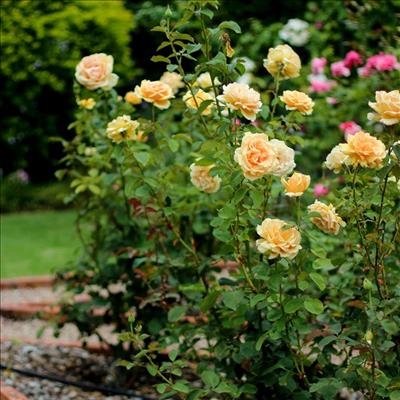 Calling all garden lovers – Saturday is D-day!