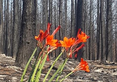 Knysna Fires ecology seminar