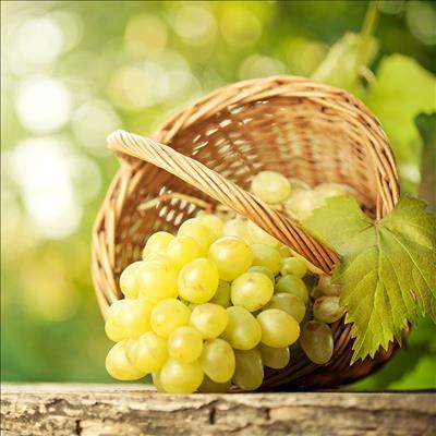 Table grape forecast: lower harvest due to drought