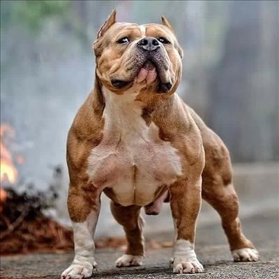 The pit bull debate continues 