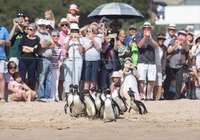 Rescued penguins waddle back home
