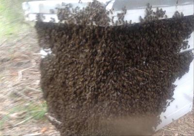 Post-fire Knysna honeybees on 50/50 
