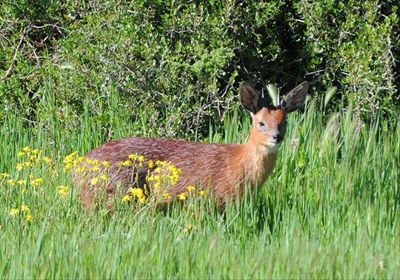'n Nuwe en unieke fasilitieit vir wild