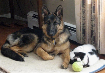 Pets do influence your property sale