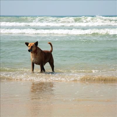 Join Great Brak doggie walk for a good cause