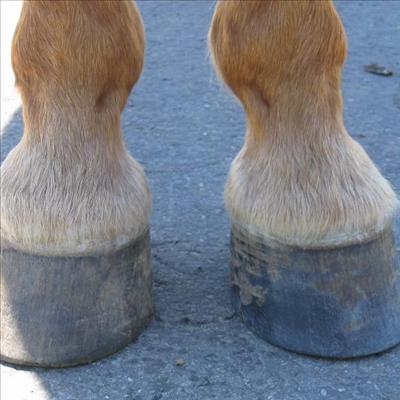 The fundamentals of hoof care | Mossel Bay Advertiser