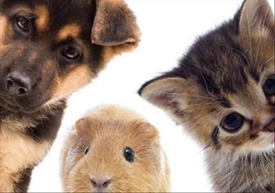 Support SPCA's photo competition