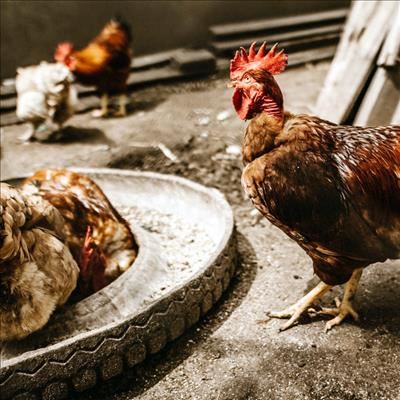Avian Influenza update 