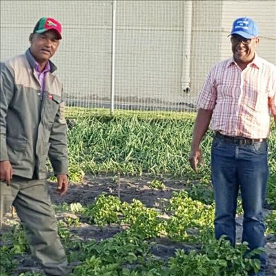 Groentetuin vir behoeftiges vorder