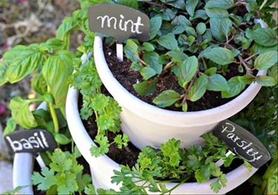 Ideas for a small garden
