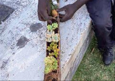Don't buy stolen indigenous plants