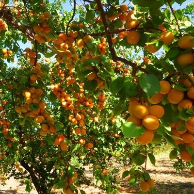 Growing apricots - a brief overview