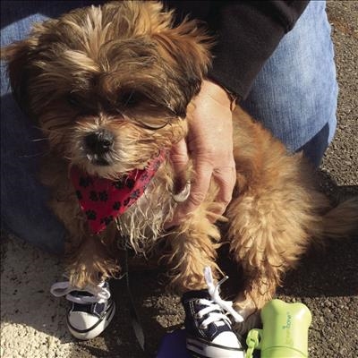 Join doggie walk for a good cause