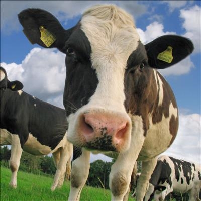 Dairy farmers need to become climate smart