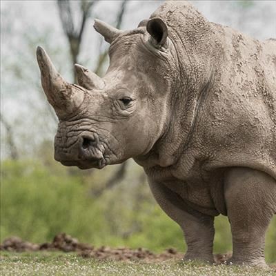 3 Rhinos killed at Kruger National Park