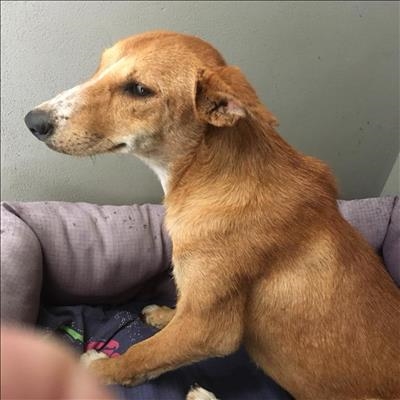 Beware of pet snatcher in Plett