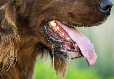 Dogs, cats poisoned in Heiderand