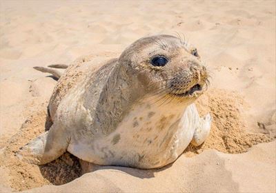 Jong rob spoel op strand uit