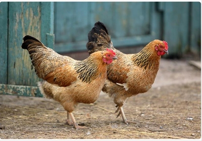 Bird flu infections come to a halt