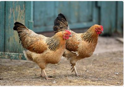 Bird flu infections come to a halt