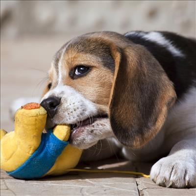 5 reasons my dog might misbehave
