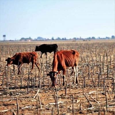 Northern Cape farmers reducing herds