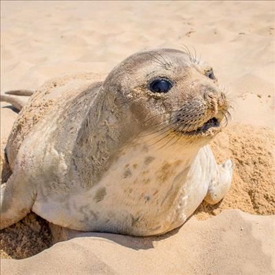 Rob spoel op strand uit