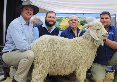 Angora breeders focused on solid genetics
