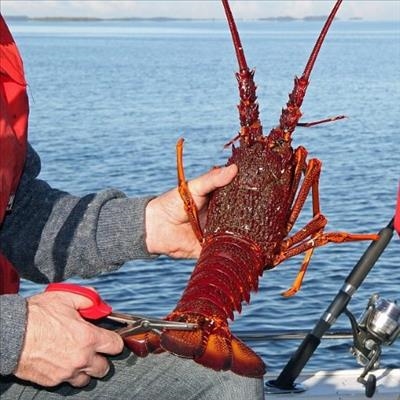 Open season for rock lobster fishing