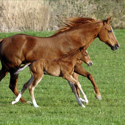 Breeding your mare | Mossel Bay Advertiser