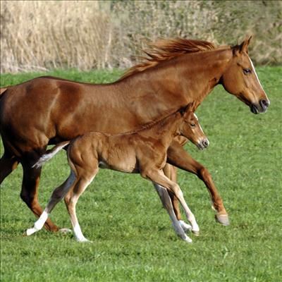 Breeding your mare