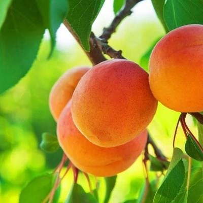 Appelkoos en perske feesviering