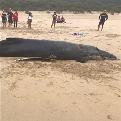 Whale beaches in Plett