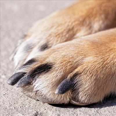 Neighbour strangles dog