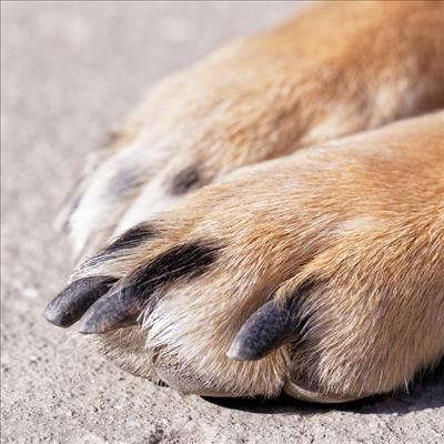 Neighbour strangles dog