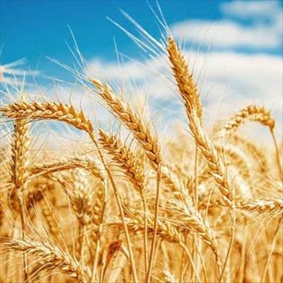 Wheat breeding platform set to boost SA wheat production